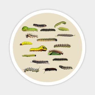 New England Caterpillars Magnet